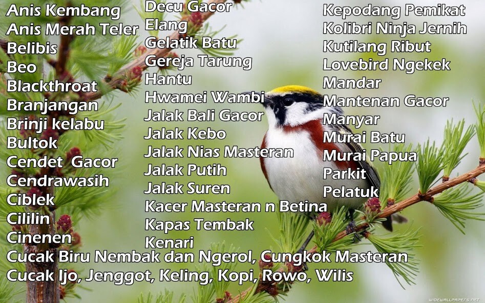 Run android online APK 1000+ Suara Kicau Burung MP3 from MyAndroid or emulate 1000+ Suara Kicau Burung MP3 using MyAndroid