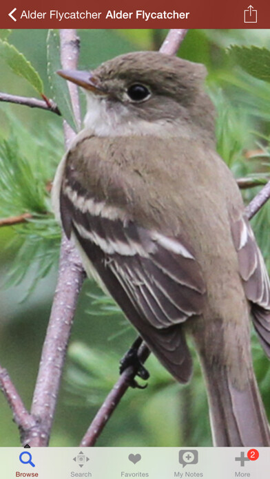 Emulate iPhone app 2000 Bird Species with Guides using MyAndroid Emulate iPhone app 2000 Bird Species with Guides using MyAndroid