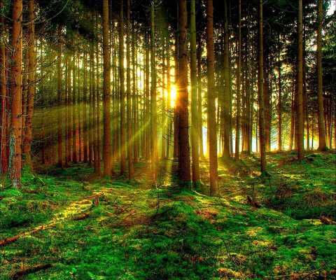 Emulate Android APK 3D Forest