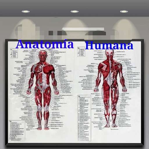 Run android online APK 3D Human Anatomy Atlas from MyAndroid or emulate 3D Human Anatomy Atlas using MyAndroid Run android online APK 3D Human Anatomy Atlas from MyAndroid or emulate 3D Human Anatomy Atlas using MyAndroid