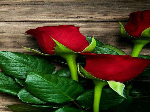 Run android online APK 3D Red Rose Images 2020 from MyAndroid or emulate 3D Red Rose Images 2020 using MyAndroid Run android online APK 3D Red Rose Images 2020 from MyAndroid or emulate 3D Red Rose Images 2020 using MyAndroid