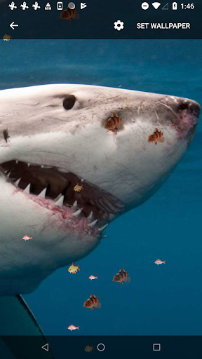 Run android online APK 3D Shark Live Wallpaper from MyAndroid or emulate 3D Shark Live Wallpaper using MyAndroid Run android online APK 3D Shark Live Wallpaper from MyAndroid or emulate 3D Shark Live Wallpaper using MyAndroid