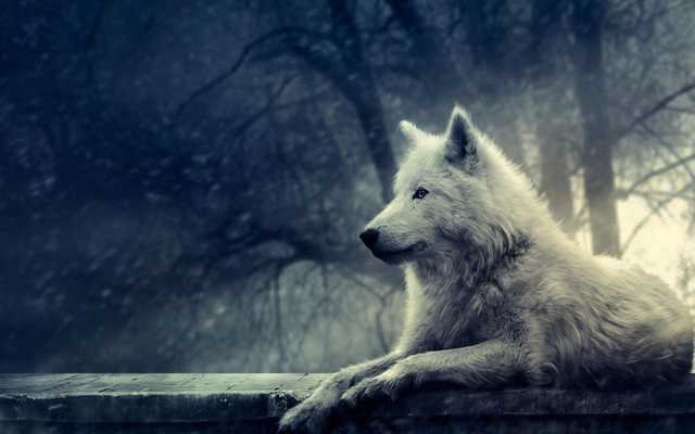 Emulate Android APK 3D Wolf Emulate Android APK 3D Wolf