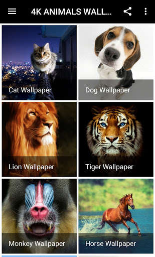 Run android online APK 4K ANIMALS WALLPAPER from MyAndroid or emulate 4K ANIMALS WALLPAPER using MyAndroid Run android online APK 4K ANIMALS WALLPAPER from MyAndroid or emulate 4K ANIMALS WALLPAPER using MyAndroid