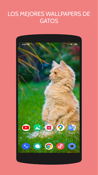 Run android online APK 4k Cat Wallpapers from MyAndroid or emulate 4k Cat Wallpapers using MyAndroid