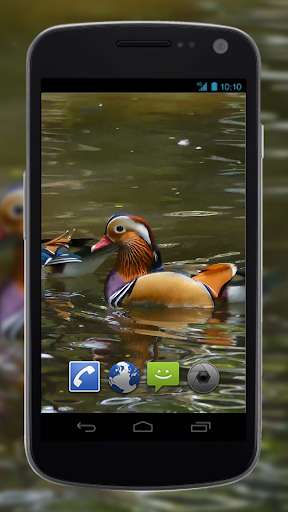 Emulate Android APK 4K Colorful Ducks Video Live Wallpaper