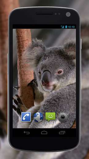 Run android online APK 4K Cute Koala Video Live Wallpaper from MyAndroid or emulate 4K Cute Koala Video Live Wallpaper using MyAndroid