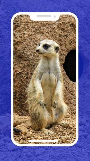Run android online APK 4K Kangaroo Wallpapers from MyAndroid or emulate 4K Kangaroo Wallpapers using MyAndroid Run android online APK 4K Kangaroo Wallpapers from MyAndroid or emulate 4K Kangaroo Wallpapers using MyAndroid