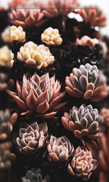 Run android online APK 4K Nature Wallpapers from MyAndroid or emulate 4K Nature Wallpapers using MyAndroid Run android online APK 4K Nature Wallpapers from MyAndroid or emulate 4K Nature Wallpapers using MyAndroid