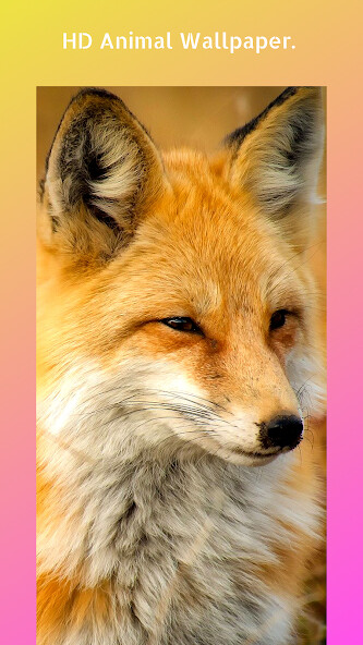 Run android online APK 4K Ultra wallpapers - HD Backgrounds For Everyone from MyAndroid or emulate 4K Ultra wallpapers - HD Backgrounds For Everyone using MyAndroid