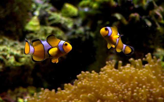 Emulate Android APK 5D Marine Aquarium Theme