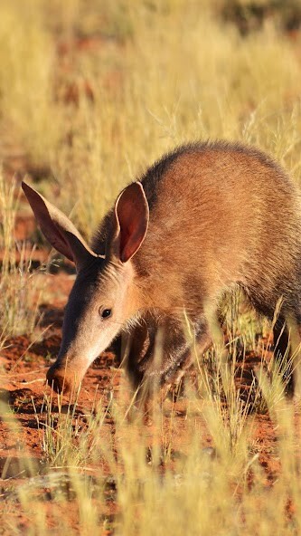 Run android online APK Aardvark Wallpaper from MyAndroid or emulate Aardvark Wallpaper using MyAndroid Run android online APK Aardvark Wallpaper from MyAndroid or emulate Aardvark Wallpaper using MyAndroid