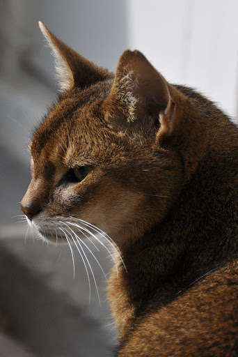 Run android online APK Abyssinian Cat Wallpapers from MyAndroid or emulate Abyssinian Cat Wallpapers using MyAndroid Run android online APK Abyssinian Cat Wallpapers from MyAndroid or emulate Abyssinian Cat Wallpapers using MyAndroid