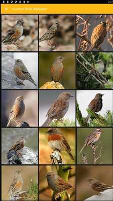 Emulate Android APK Accentor Birds Wallpaper Emulate Android APK Accentor Birds Wallpaper