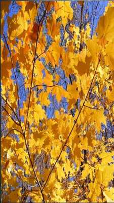 Emulate Android APK Aceraceae Game