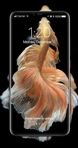 Run android online APK Aesthetic Betta fish wallpaper from MyAndroid or emulate Aesthetic Betta fish wallpaper using MyAndroid Run android online APK Aesthetic Betta fish wallpaper from MyAndroid or emulate Aesthetic Betta fish wallpaper using MyAndroid