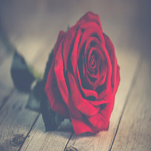 Run android online APK Affirmations for relationships from MyAndroid or emulate Affirmations for relationships using MyAndroid Run android online APK Affirmations for relationships from MyAndroid or emulate Affirmations for relationships using MyAndroid