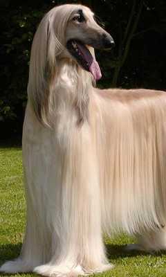 Emulate Android APK Afghan Hounds Wallpapers Emulate Android APK Afghan Hounds Wallpapers