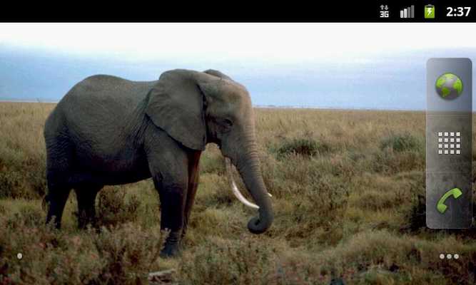 Emulate Android APK African Animals - Wallpapers