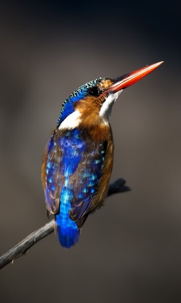 Emulate Android APK African Birds Sounds Emulate Android APK African Birds Sounds