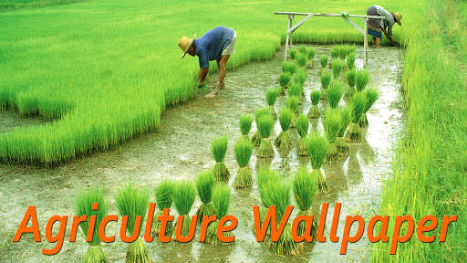Run android online APK Agriculture Wallpaper HD from MyAndroid or emulate Agriculture Wallpaper HD using MyAndroid