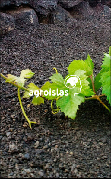 Run android online APK Agroislas 3.0 from MyAndroid or emulate Agroislas 3.0 using MyAndroid Run android online APK Agroislas 3.0 from MyAndroid or emulate Agroislas 3.0 using MyAndroid
