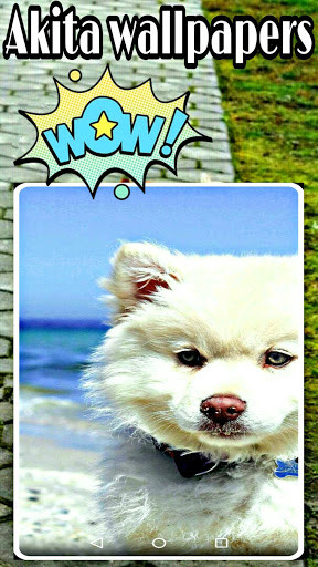 Emulate Android APK Akita Dog Wallpaper Emulate Android APK Akita Dog Wallpaper