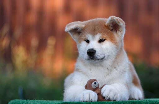 Run android online APK Akita Puppies Wallpapers from MyAndroid or emulate Akita Puppies Wallpapers using MyAndroid Run android online APK Akita Puppies Wallpapers from MyAndroid or emulate Akita Puppies Wallpapers using MyAndroid