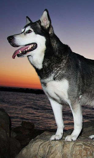 Run android online APK Alaskan Malamutes Puzzle from MyAndroid or emulate Alaskan Malamutes Puzzle using MyAndroid