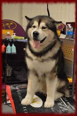 Emulate Android APK Alaskan Malamutes Wallpapers