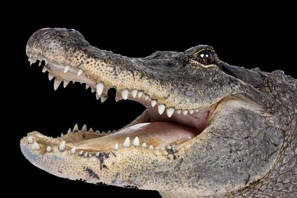 Emulate Android APK Alligator Pack 2 Wallpaper Emulate Android APK Alligator Pack 2 Wallpaper