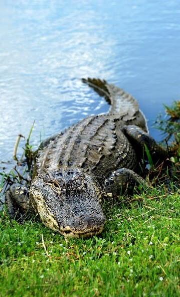 Run android online APK Alligator Sounds from MyAndroid or emulate Alligator Sounds using MyAndroid Run android online APK Alligator Sounds from MyAndroid or emulate Alligator Sounds using MyAndroid