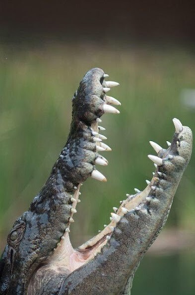 Run android online APK Alligator Wallpapers HD from MyAndroid or emulate Alligator Wallpapers HD using MyAndroid Run android online APK Alligator Wallpapers HD from MyAndroid or emulate Alligator Wallpapers HD using MyAndroid