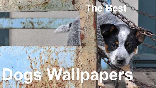 Run android online APK Amazing Dogs Wallpapers including editor from MyAndroid or emulate Amazing Dogs Wallpapers including editor using MyAndroid