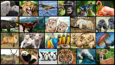 Emulate iPhone app Amazing Wild Animals - Best Animal Picture Puzzle Games for kids using MyAndroid