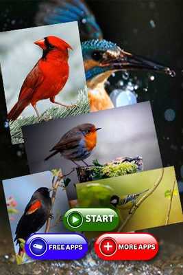 Emulate Android APK American Bird Sounds