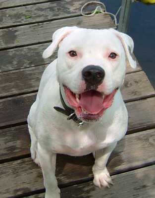 Emulate Android APK American Bulldog Wallpapers Emulate Android APK American Bulldog Wallpapers