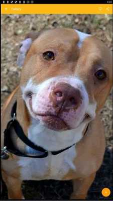 Emulate Android APK American Pitbull Terrier Dog Wallpaper Emulate Android APK American Pitbull Terrier Dog Wallpaper