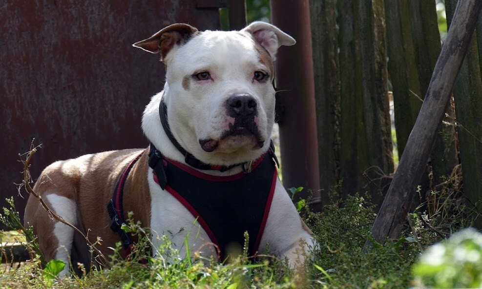 Run android online APK American Staffordshire Terrier from MyAndroid or emulate American Staffordshire Terrier using MyAndroid Run android online APK American Staffordshire Terrier from MyAndroid or emulate American Staffordshire Terrier using MyAndroid