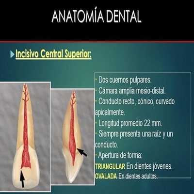 Emulate Android APK Anatomia Dental- Endodoncia Emulate Android APK Anatomia Dental- Endodoncia