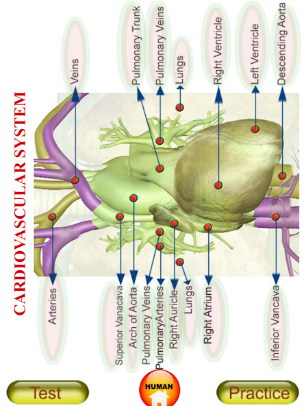 Run android online APK ANATOMY 3D - Human, Animal, Pl from MyAndroid or emulate ANATOMY 3D - Human, Animal, Pl using MyAndroid