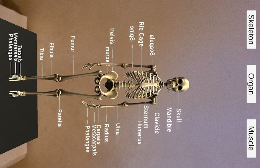 Run android online APK Anatomy AR Visuals from MyAndroid or emulate Anatomy AR Visuals using MyAndroid Run android online APK Anatomy AR Visuals from MyAndroid or emulate Anatomy AR Visuals using MyAndroid