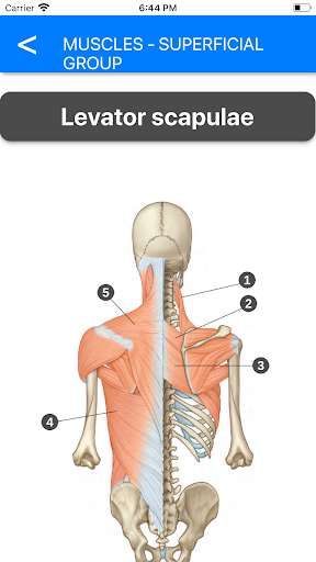 Run android online APK Anatomy Atlas for Students - Lite Version from MyAndroid or emulate Anatomy Atlas for Students - Lite Version using MyAndroid Run android online APK Anatomy Atlas for Students - Lite Version from MyAndroid or emulate Anatomy Atlas for Students - Lite Version using MyAndroid