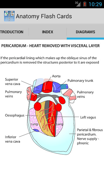 Run android online APK Anatomy Flashcards from MyAndroid or emulate Anatomy Flashcards using MyAndroid Run android online APK Anatomy Flashcards from MyAndroid or emulate Anatomy Flashcards using MyAndroid