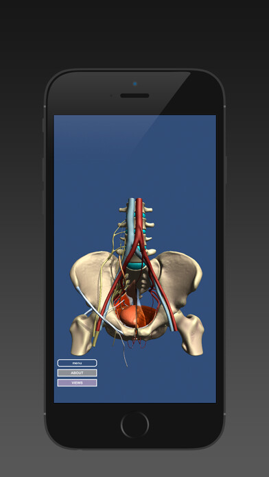 Run android online APK Anatomy of the Male Pelvis from MyAndroid or emulate Anatomy of the Male Pelvis using MyAndroid