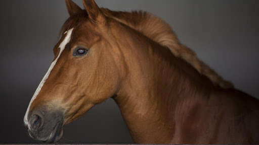 Run android online APK Andalusian Horse Wallpaper from MyAndroid or emulate Andalusian Horse Wallpaper using MyAndroid Run android online APK Andalusian Horse Wallpaper from MyAndroid or emulate Andalusian Horse Wallpaper using MyAndroid
