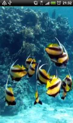 Emulate Android APK Angel Fish Live Wallpaper Emulate Android APK Angel Fish Live Wallpaper