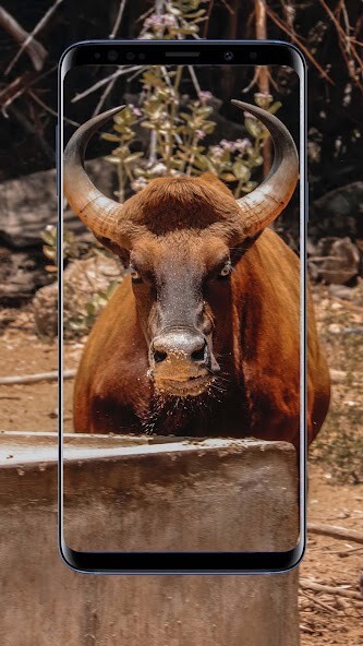 Run android online APK Angry Wallpaper from MyAndroid or emulate Angry Wallpaper using MyAndroid