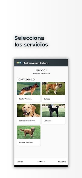 Run android online APK Animalarium Cullera from MyAndroid or emulate Animalarium Cullera using MyAndroid