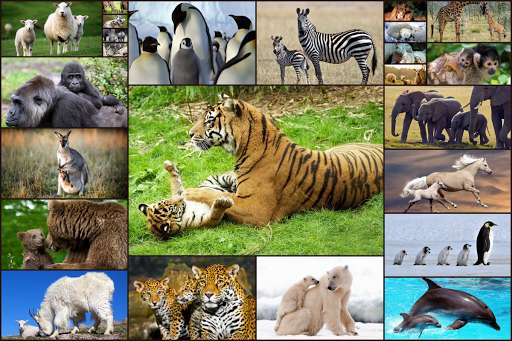 Emulate Android APK Animal Babies Jigsaw Puzzles Game - Kids Adults Emulate Android APK Animal Babies Jigsaw Puzzles Game - Kids Adults